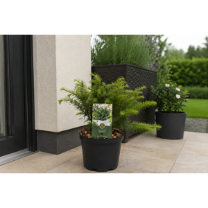 Tis obyčajný (Taxus baccata ) ‘REPANDENS’ – výška 20-40 cm, kont. C3L